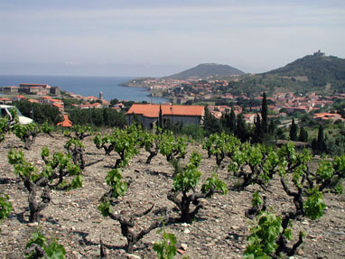 La Tour Vieille vineyard.2-web.jpg